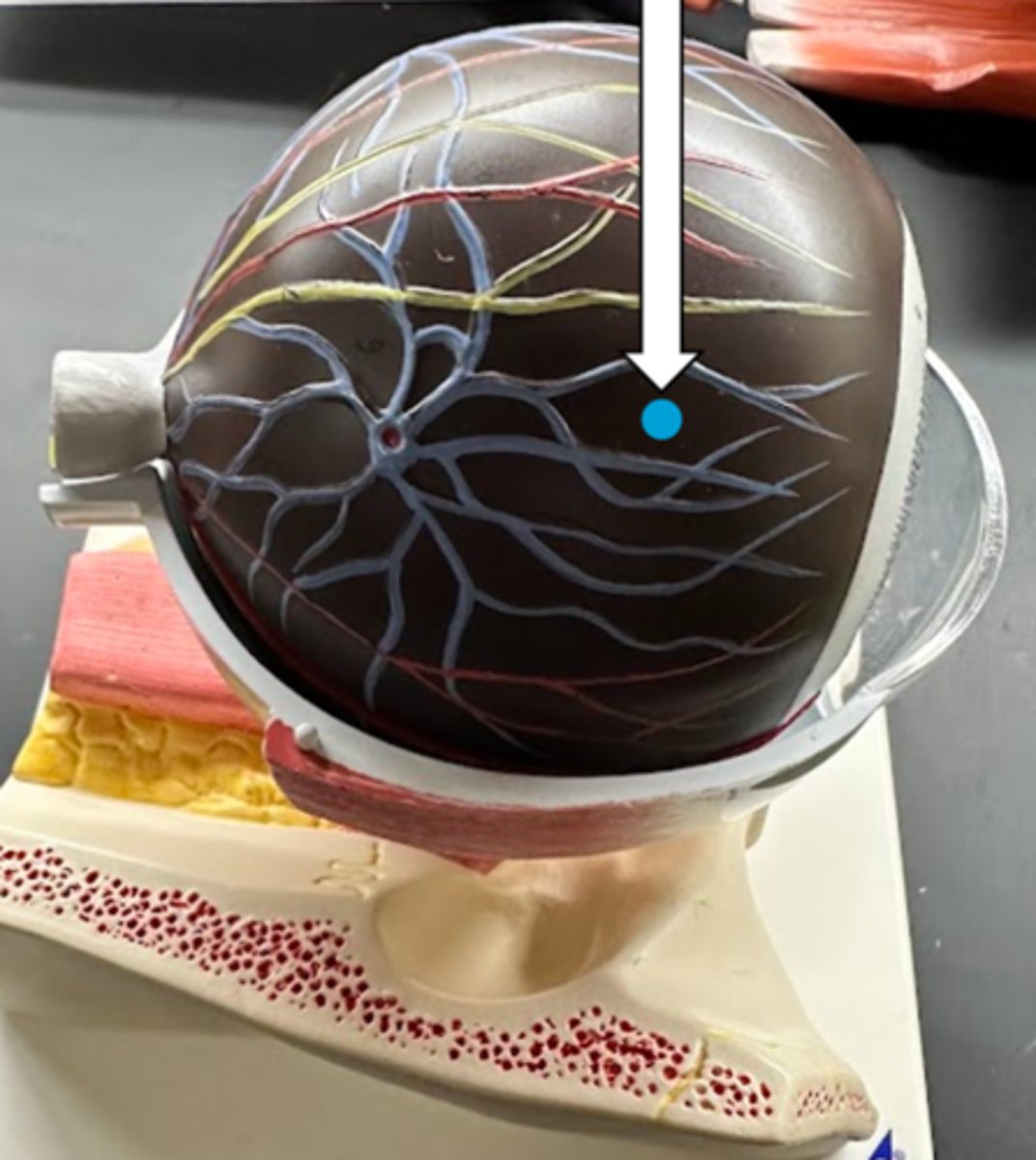 <p>name the structure</p>