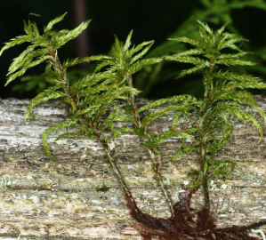 <p><em>Climacium dendroides</em></p>