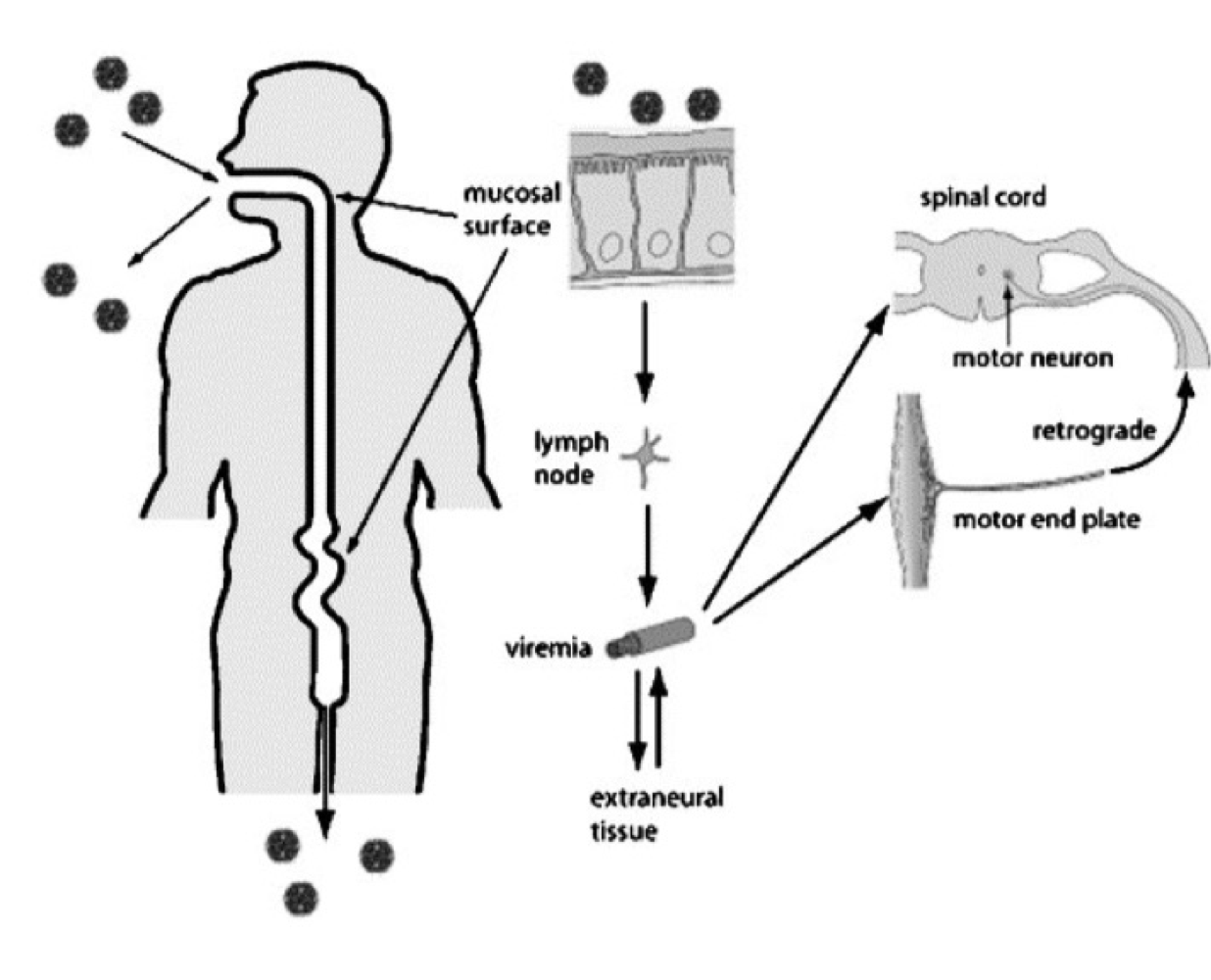 <p><span>How is poliovirus typically transmitted between individuals?</span></p>