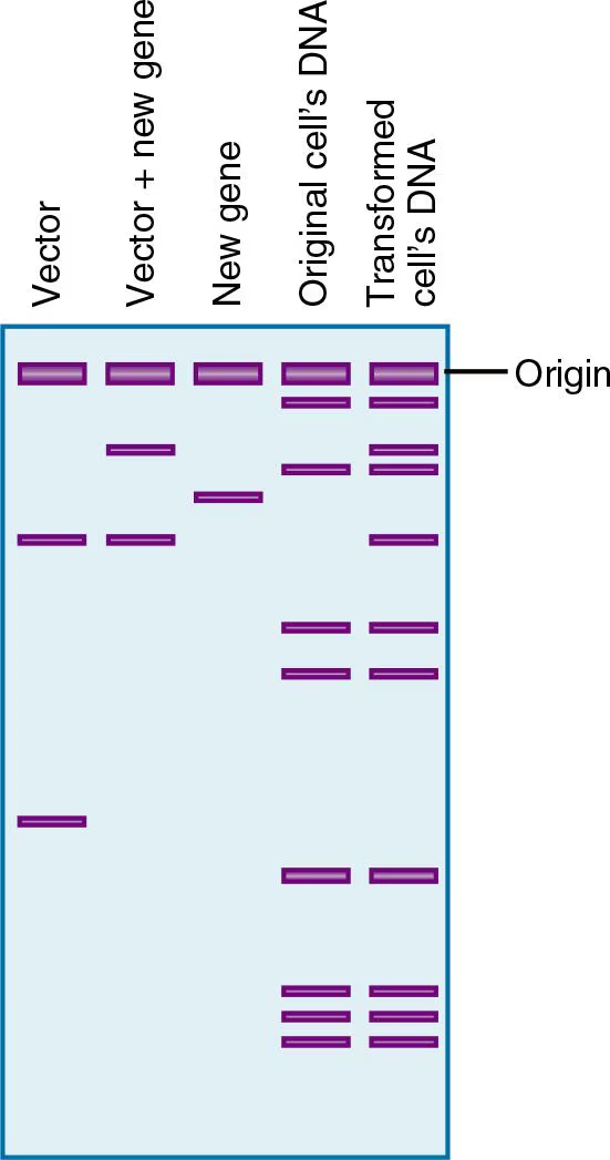 <p>Using the restriction enzyme EcoRI, the following gel electrophoresis patterns were obtained from digests of various DNA molecules from a transformation experiment. Can you conclude from these data that transformation occurred? Explain why or why not.</p>