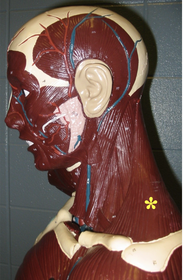 <p>Action: Extends head</p>