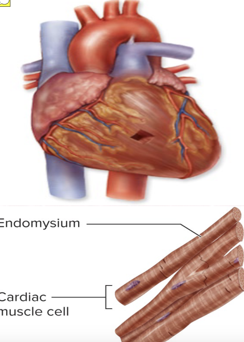<p>Cardiac Muscle</p>