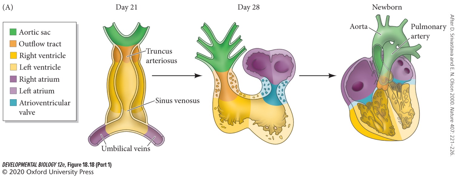 A + C) **Pitx2** and **Nodal**
