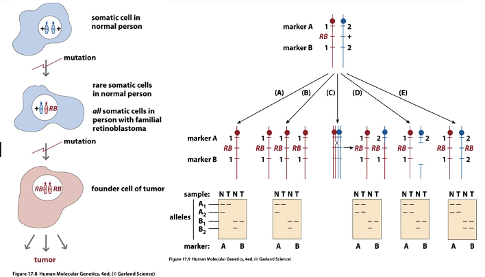 <p>Mitotic recombination</p><p>Deletion</p><p>Loss of gene through mutation</p><p>Loss of chromosome and duplication</p><p>or loss of heterozygosity </p>
