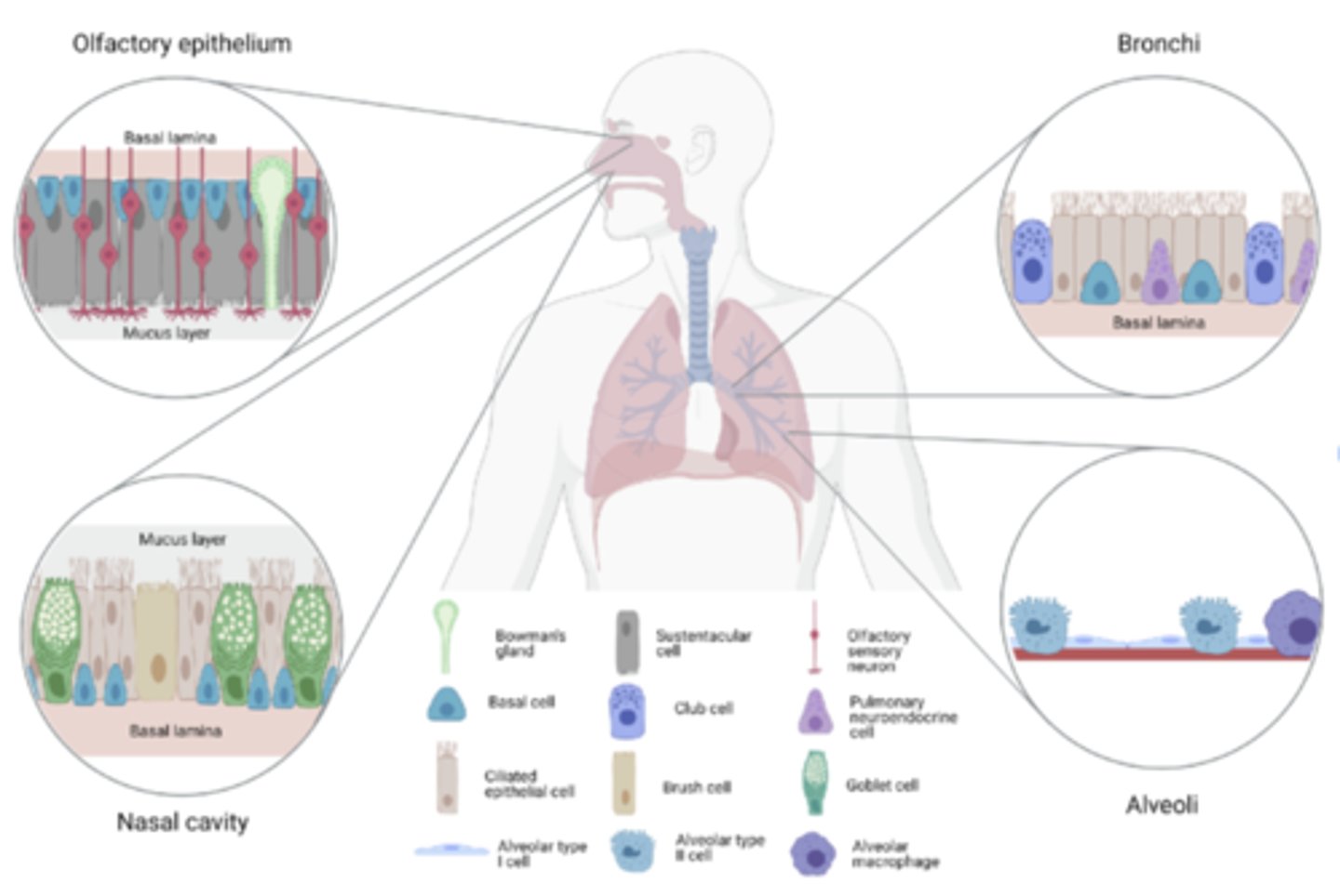 <p>Epithelium covers the tubes of the respiratory tract.</p>