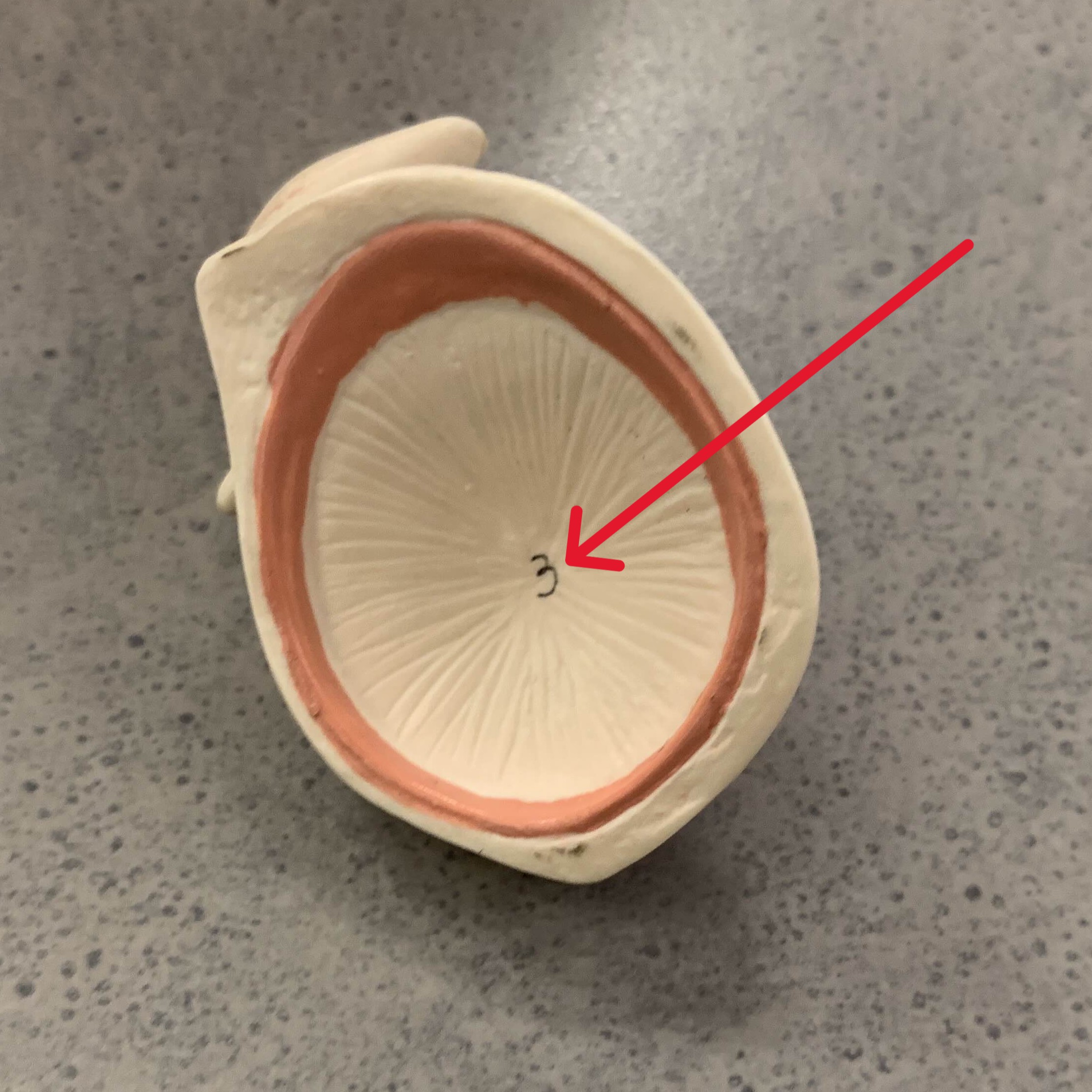 <p>Which part of the ear is:</p><ul><li><p>Eardrum</p></li><li><p>Divides external and middle ear</p></li><li><p>End of ear canal</p></li></ul><p></p>