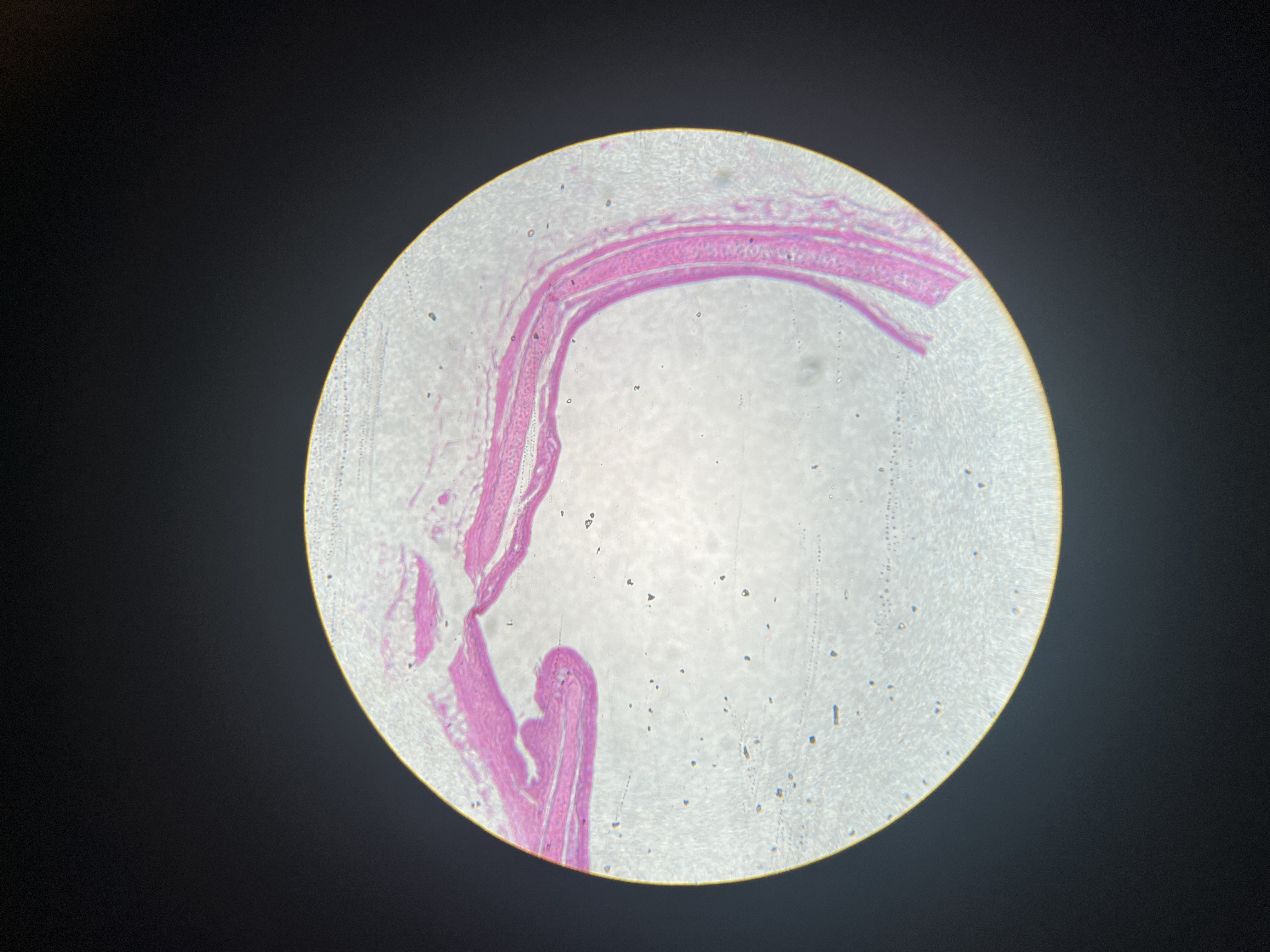 <p>What tissue is this</p>