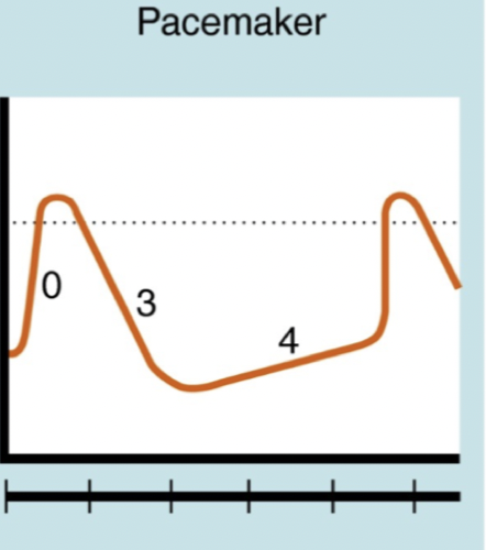 <p>Tex metoprolol eller bisoprolol.</p><p><u>Mekanism</u>: Hämmar aktivering av beta-1-receptorer (sympaticus). Det kommer att <strong>hämma</strong> <strong>pacemakerpotentialen</strong> genom att<strong> förlänga fas 4 </strong>→ sänker hjärtfrekvens. Det kommer även hämma impulsöverföring i AV-noden.</p><p><u>Biverkning</u>: Bradykardi, hypotoni, negativ inotrop effekt, trötthet (minskad CO), sömnlöshet. Ske ej ges till diabetiker eller asmatiker. </p>