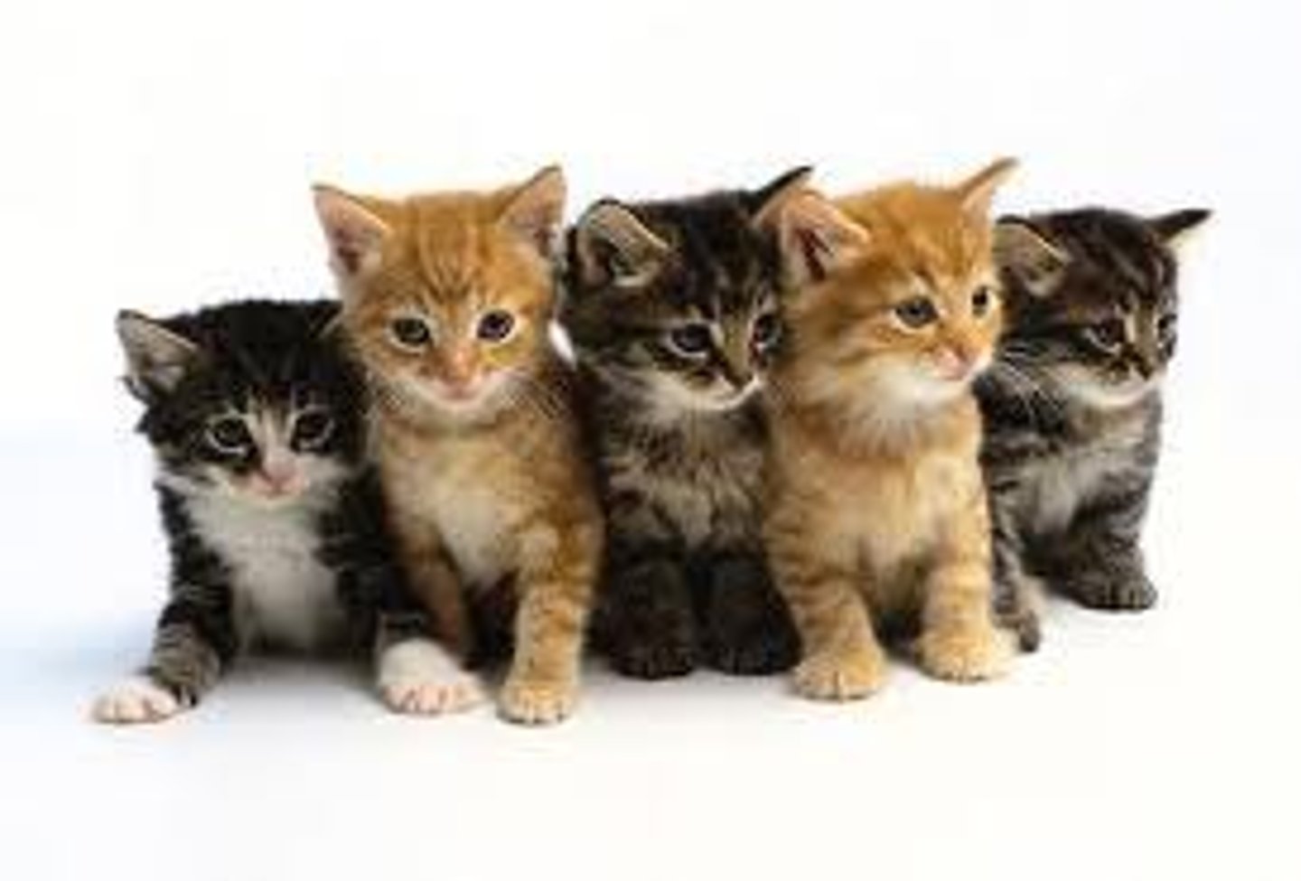 <p>the girls love cats</p>