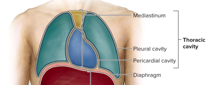 <p></p><p><strong>Thoracic cavity (chest)</strong></p><ul><li><p><strong>Mediastinum</strong> → heart, thymus, trachea, esophagus, major blood vessels (no serous membrane).<br><br></p></li><li><p><strong>Pericardial cavity</strong> → heart (serous membrane = <strong>pericardium</strong>).<br><br></p></li><li><p><strong>Pleural cavities</strong> → lungs (no serous membrane = <strong>pleura</strong>).</p></li></ul><p></p><p> (separated by the <strong>diaphragm</strong>) </p><p></p><p></p><p><span><strong>Abdominopelvic cavity</strong></span></p><ul><li><p><span><strong>Abdominal cavity<br><br></strong></span></p><ul><li><p><span>Organs: stomach, spleen, liver, pancreas, small intestine, most of large intestine, kidneys, ureters.<br><br></span></p></li><li><p><span>Serous membrane = <strong>peritoneum</strong>.<br><br></span></p></li></ul></li><li><p><span><strong>Pelvic cavity<br><br></strong></span></p><ul><li><p><span>Organs: bladder, urethra, reproductive organs, part of large intestine.<br><br></span></p></li></ul></li></ul><p><span>Serous membrane = <strong>peritoneum</strong>. </span></p><p></p><p><span><strong>Ventral Cavity</strong></span></p><ul><li><p><span>The <strong>ventral cavity</strong> is the large front cavity of the body.<br><br></span></p></li><li><p><span>It includes:<br><br></span></p><ol><li><p><span><strong>Thoracic cavity</strong> (chest) → lungs, heart, thymus, esophagus, trachea.<br><br></span></p></li><li><p><span><strong>Abdominopelvic cavity</strong> (below diaphragm) → abdominal + pelvic organs (stomach, intestines, liver, bladder, reproductive organs, etc.).<br><br></span></p></li></ol></li></ul><p></p><div data-type="horizontalRule"><hr></div><p></p><p><span><strong>What divides it?</strong></span></p><ul><li><p><span>The <strong>diaphragm</strong> (the large dome-shaped muscle) divides the <strong>ventral cavity</strong> into:<br><br></span></p><ul><li><p><span><strong>Thoracic cavity (above diaphragm)<br><br></strong></span></p></li><li><p><span><strong>Abdominopelvic cavity (below diaphragm)<br><br></strong></span></p></li></ul></li></ul><p></p><div data-type="horizontalRule"><hr></div><p></p><p><span data-name="check_mark_button" data-type="emoji">✅</span><span> So, the <strong>ventral cavity</strong> encloses:</span></p><ul><li><p><span><strong>Thoracic cavity organs</strong> (heart, lungs, etc.)<br><br></span></p></li><li><p><span><strong>Abdominal cavity organs</strong> (stomach, liver, intestines, etc.)<br><br></span></p></li><li><p><span><strong>Pelvic cavity organs</strong> (bladder, reproductive, rectum).<br><br></span></p></li></ul><p><br><span><br></span></p>