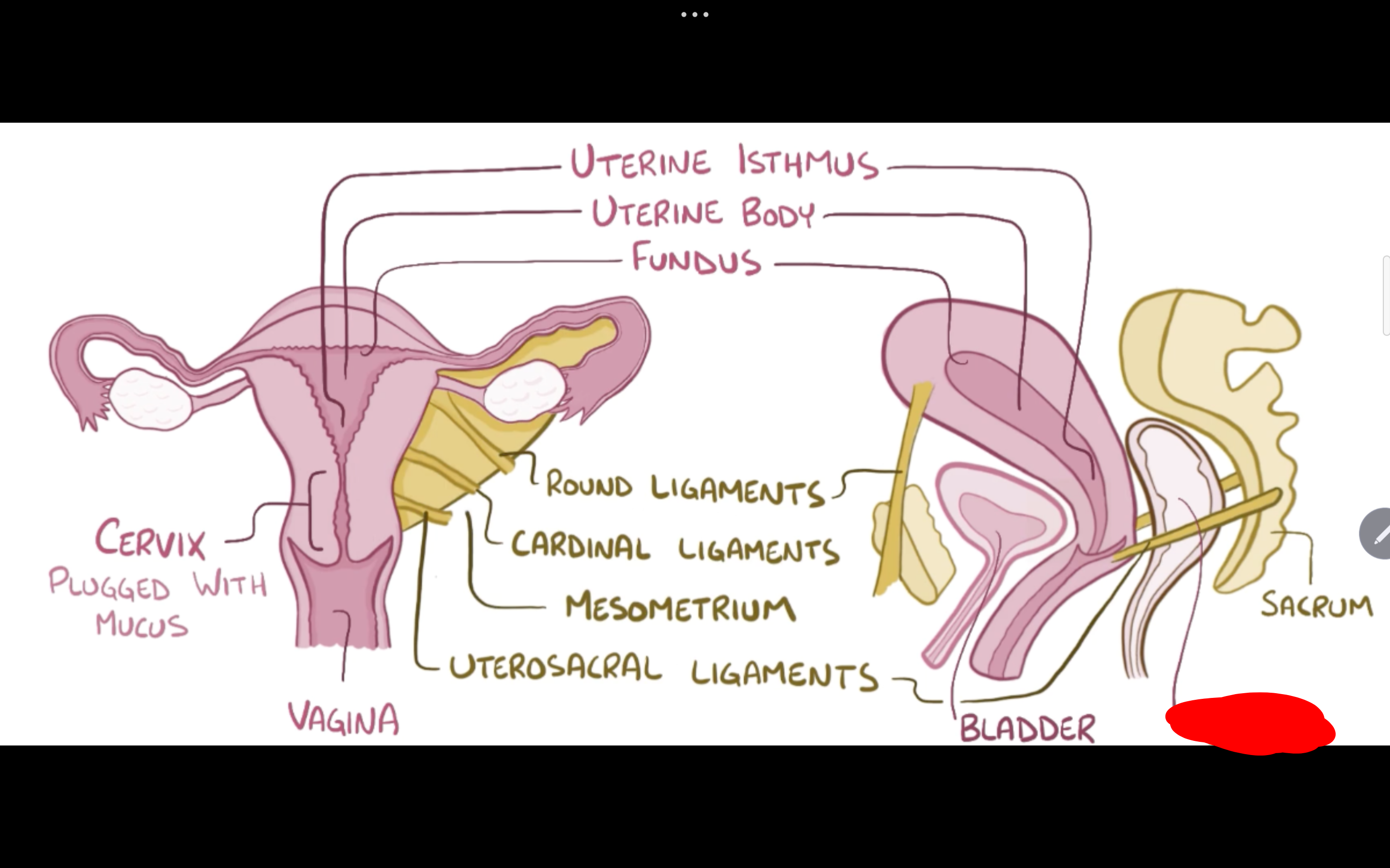 <p>Name the structure in red</p>