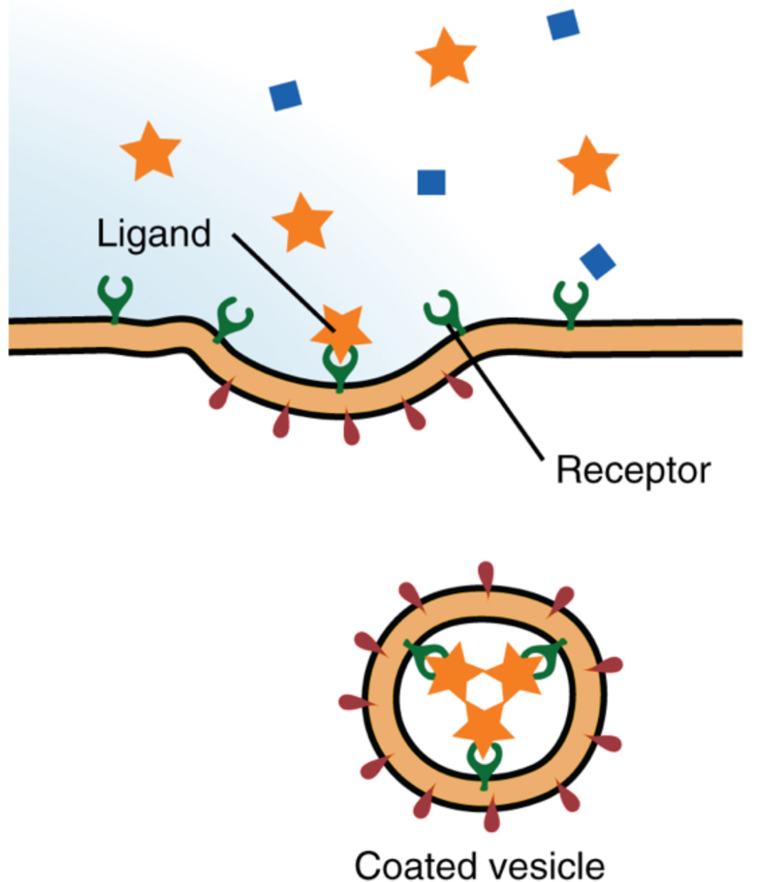 <p>What type of Endocytosis is this?</p>