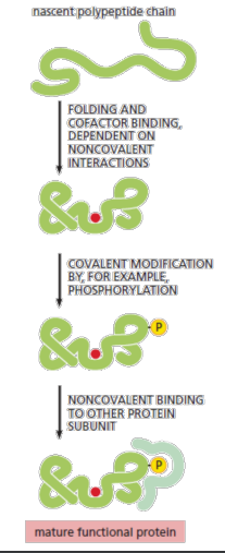 <p>Many proteins—once they leave the ribosome—require further attention before they are useful to the cell. Examples of such post-translational modifications include covalent modification ,the binding of smallmolecule cofactors, or association with other protein subunits, which are often needed for a newly synthesized protein to become fully functional.</p>