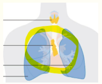 <p>gland is located in the chest, creates thymosin </p>