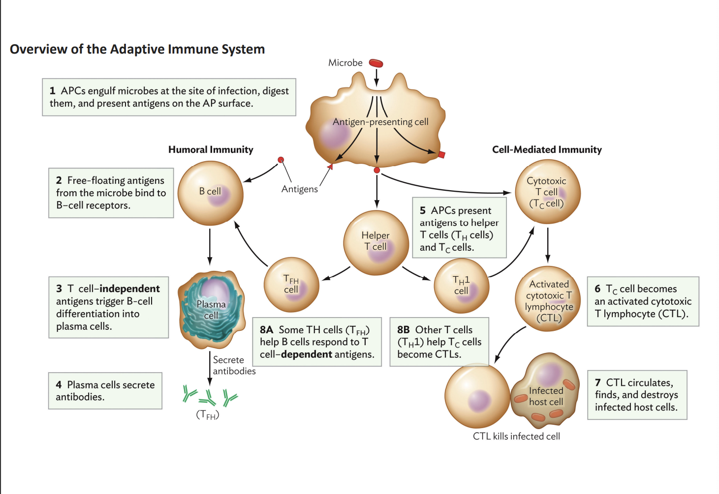 <p>B cells (to make antibodies) and T cells (to kill infected cells) </p>