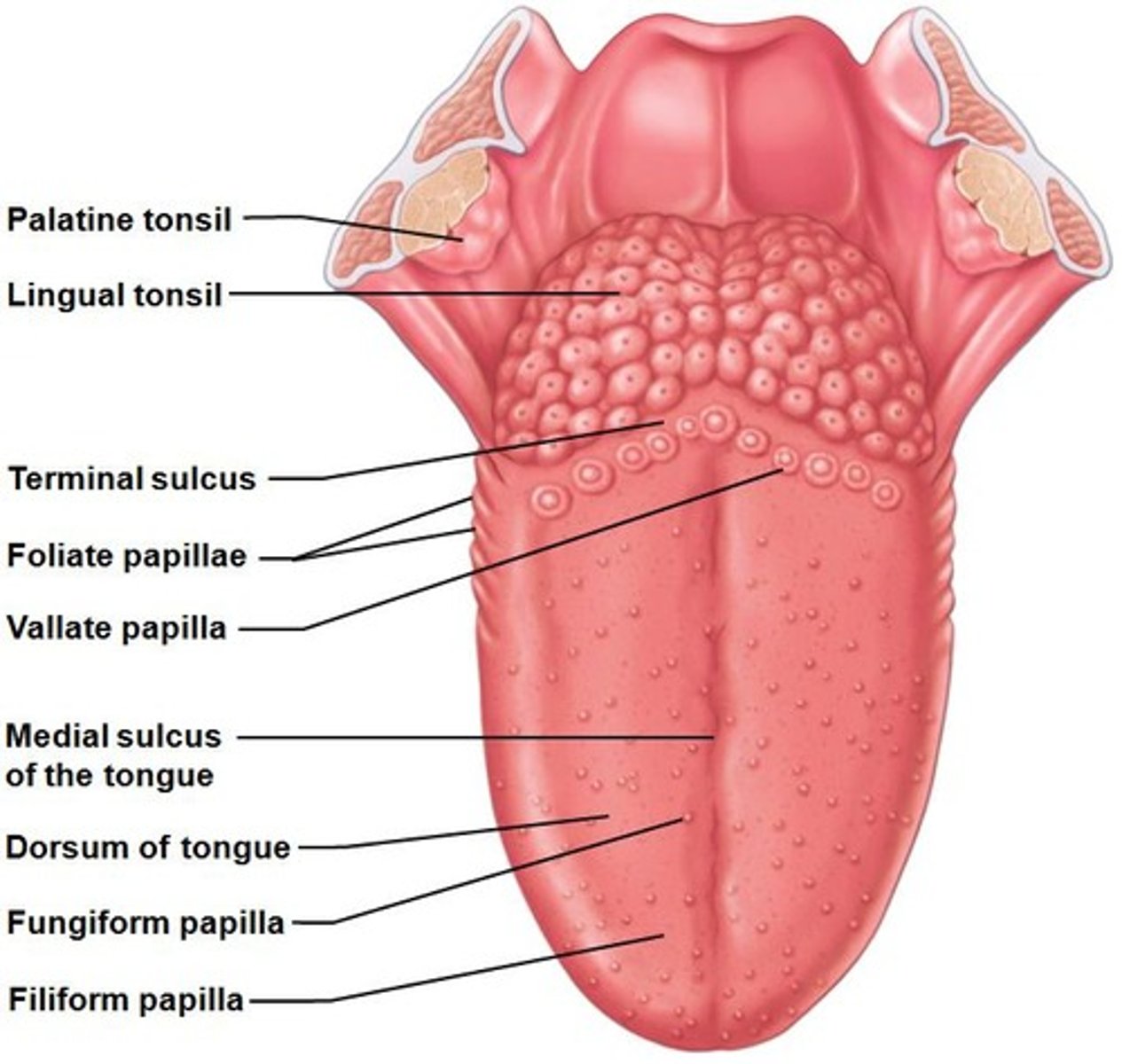 <p>Changing the shape of the tongue.</p>