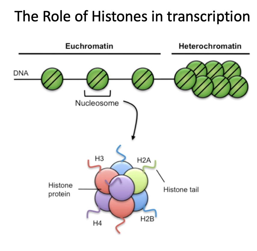<p>Histone or DNA methylation</p>