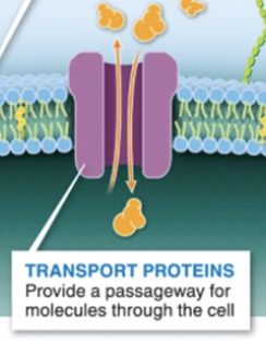 <p>transport proteins</p>