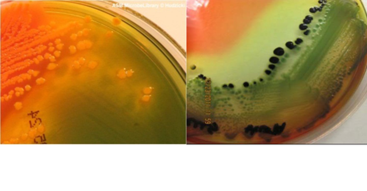 <p>What type of media is this?</p>