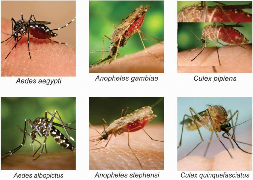 <p>Mosquitoes</p><p>Order Diptera</p>