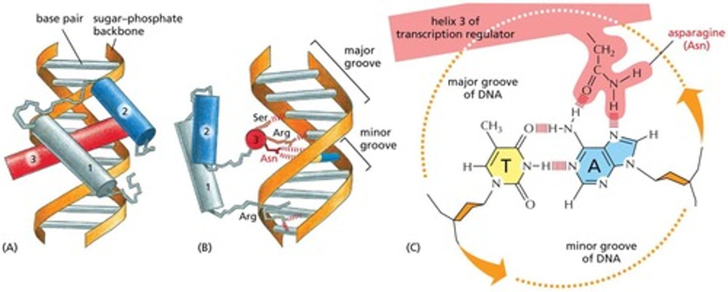 <p>In the major groove of DNA via noncovalent bonding.</p>