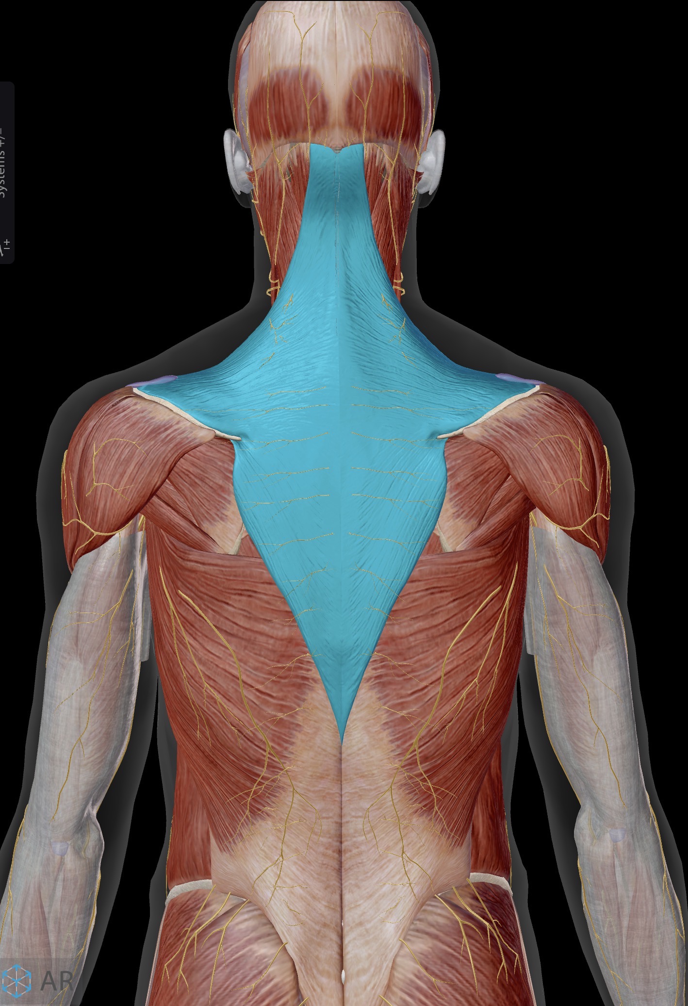 <p>Name the muscle and corresponding letter ( O = origin, I = insertion, A = actions, IN = innervation)</p><p>O</p><p>I</p><p>A</p><p>IN</p>