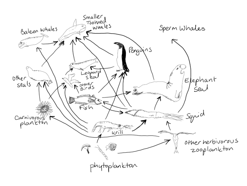 <p>What do the arrows in food chains mean </p>