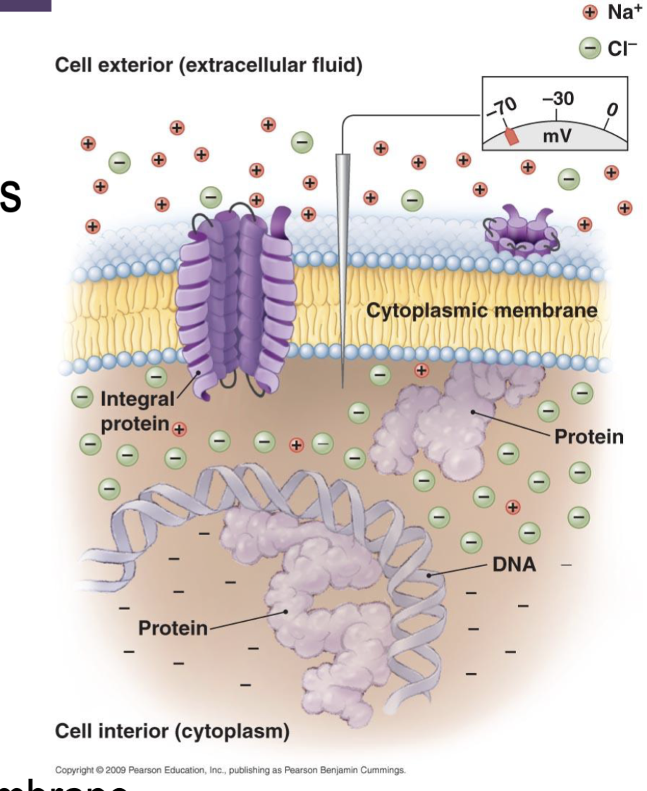 <ul><li><p>Capable of producing a electrical gradient by pushing hydrogen ions outside</p></li><li><p>Captures light in photosynthesis</p></li><li><p>Selectively permeable</p></li><li><p>Proteins can do passive and active transport</p></li></ul><p></p>