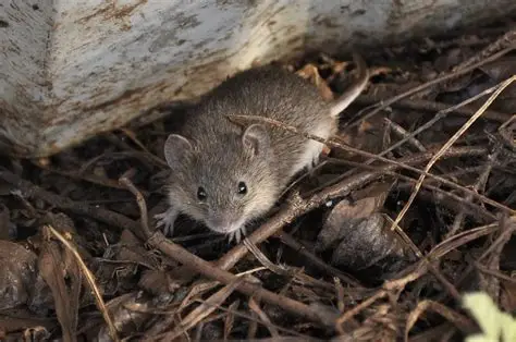 <p><em>Reithrodontomys humulis</em></p>