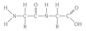 <p>Circle the peptide bond?</p>
