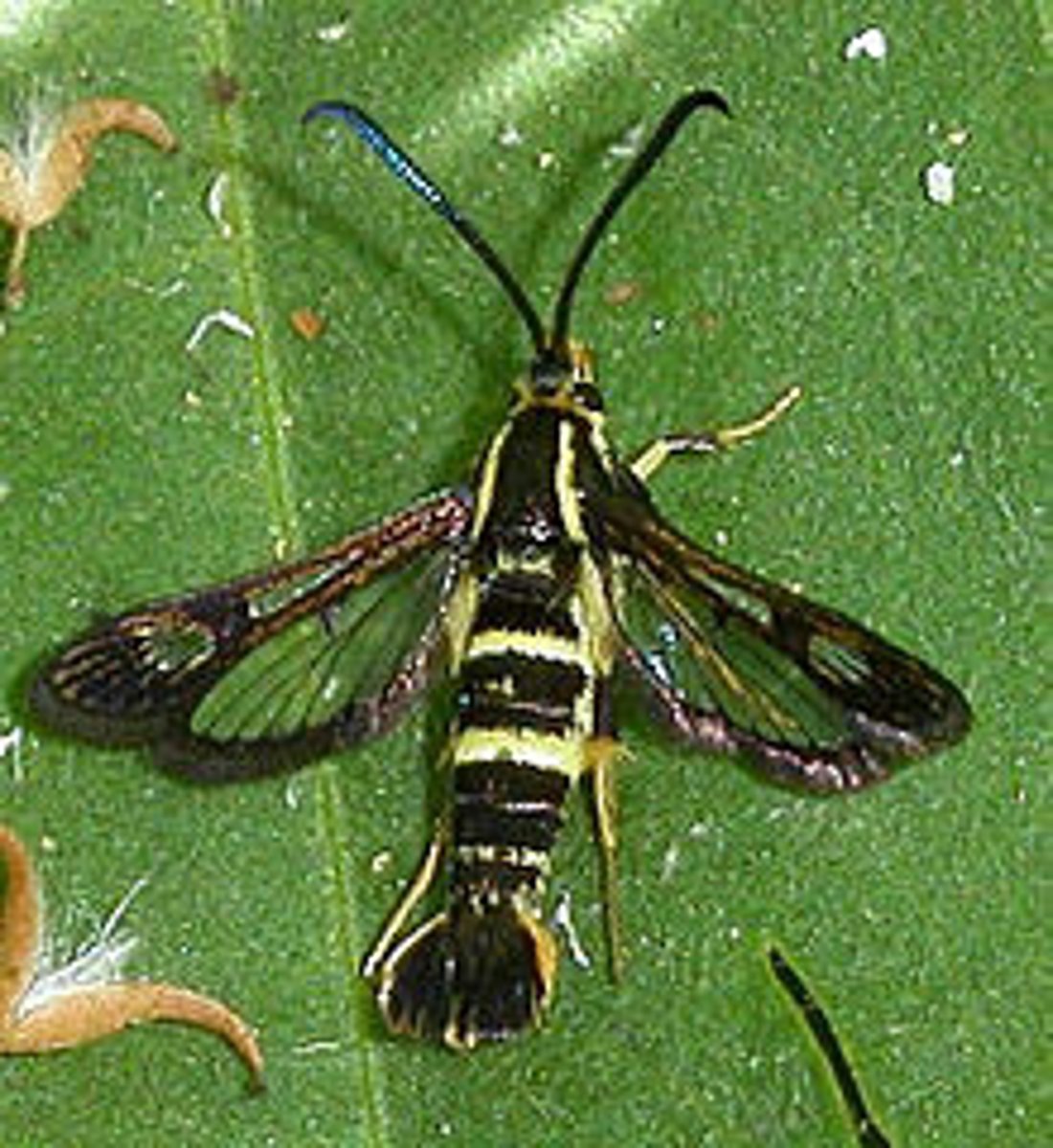 <p>resemble wasps, clear wings, dark banded bodies, fringes of hair on legs, collected using pheromone lures, caterpillars bore into plants</p>
