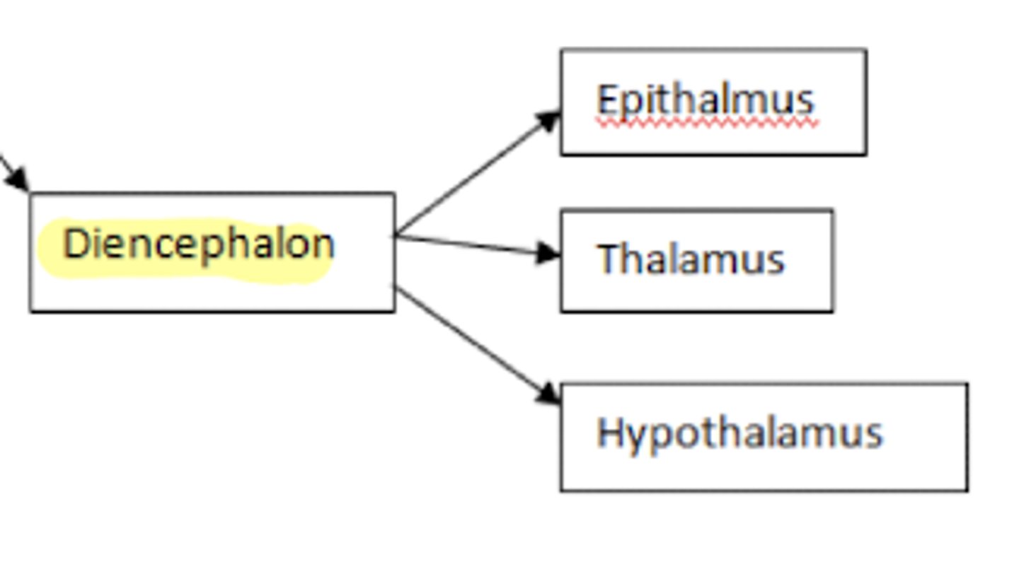 <p>1. epithalamus</p><p>2. thalamus</p><p>3. hypothalamus</p>