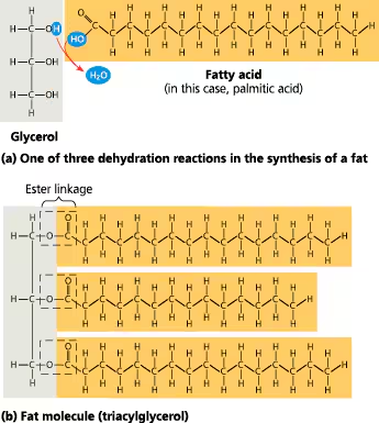 <p>LIPIDS</p><p>composed of 3 fatty acids attached to a glycerol</p>