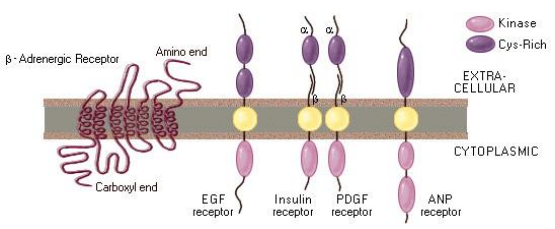 <p>Receptor Kinase:</p><ul><li><p>Also called ___ ___-___ ___</p></li><li><p>Work as a ___ and ___ ___</p></li></ul><p>2 Types:</p><ul><li><p>___ kinase</p></li><li><p>___/___ kinase</p></li></ul><p>Subtypes:</p><ul><li><p>___ ___ receptors</p></li><li><p>___ receptors</p></li><li><p>___-___ receptors</p></li></ul><p>Functions:</p><ul><li><p>Mediate cell ___, ___, ___, and ___</p></li></ul><p></p>