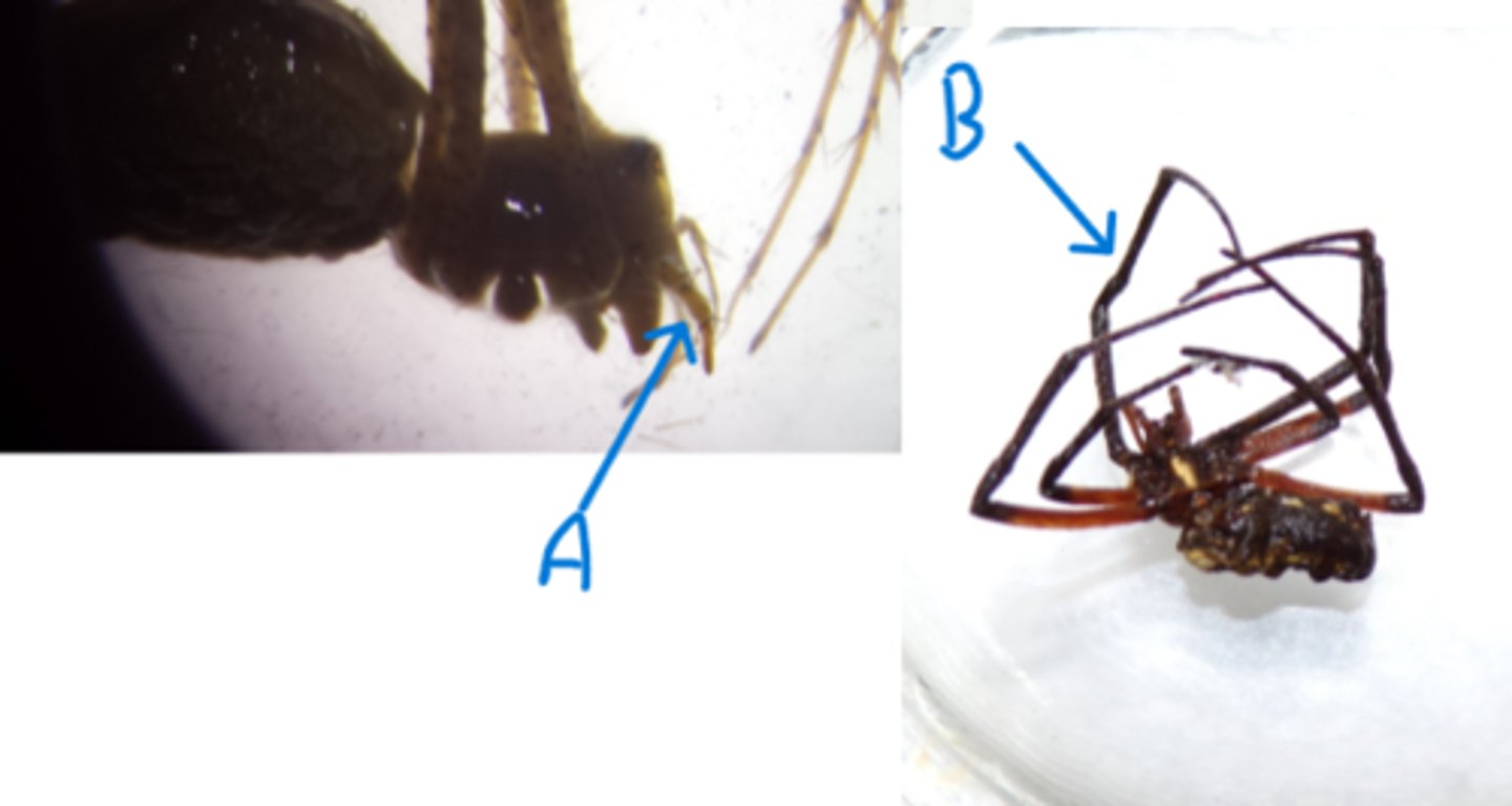 <p>What Phylum, Subphylum, and Class is this animal in?</p><p>What is A and B pointing to?</p>