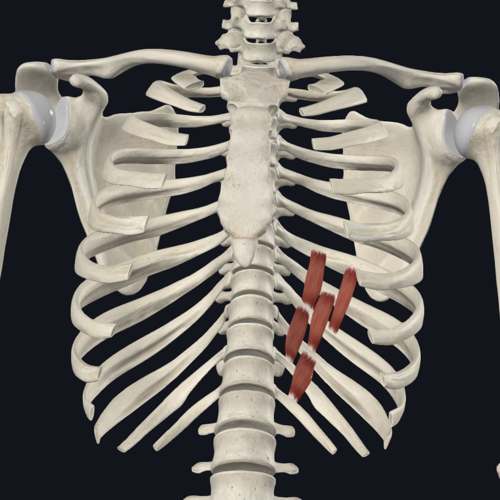 <p>Intercostal nerves</p>