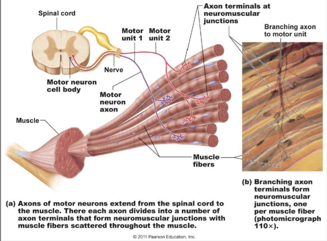 <ul><li><p>one nerve fiber and all the muscle fibers innervated by it</p><ul><li><p>branches out to a number of fibers</p></li></ul></li><li><p>each muscle fiber is supplied by only one motor neuron</p><ul><li><p>one fiber <u>will not</u> be innervated by multiple nerves</p></li></ul></li></ul><p></p>