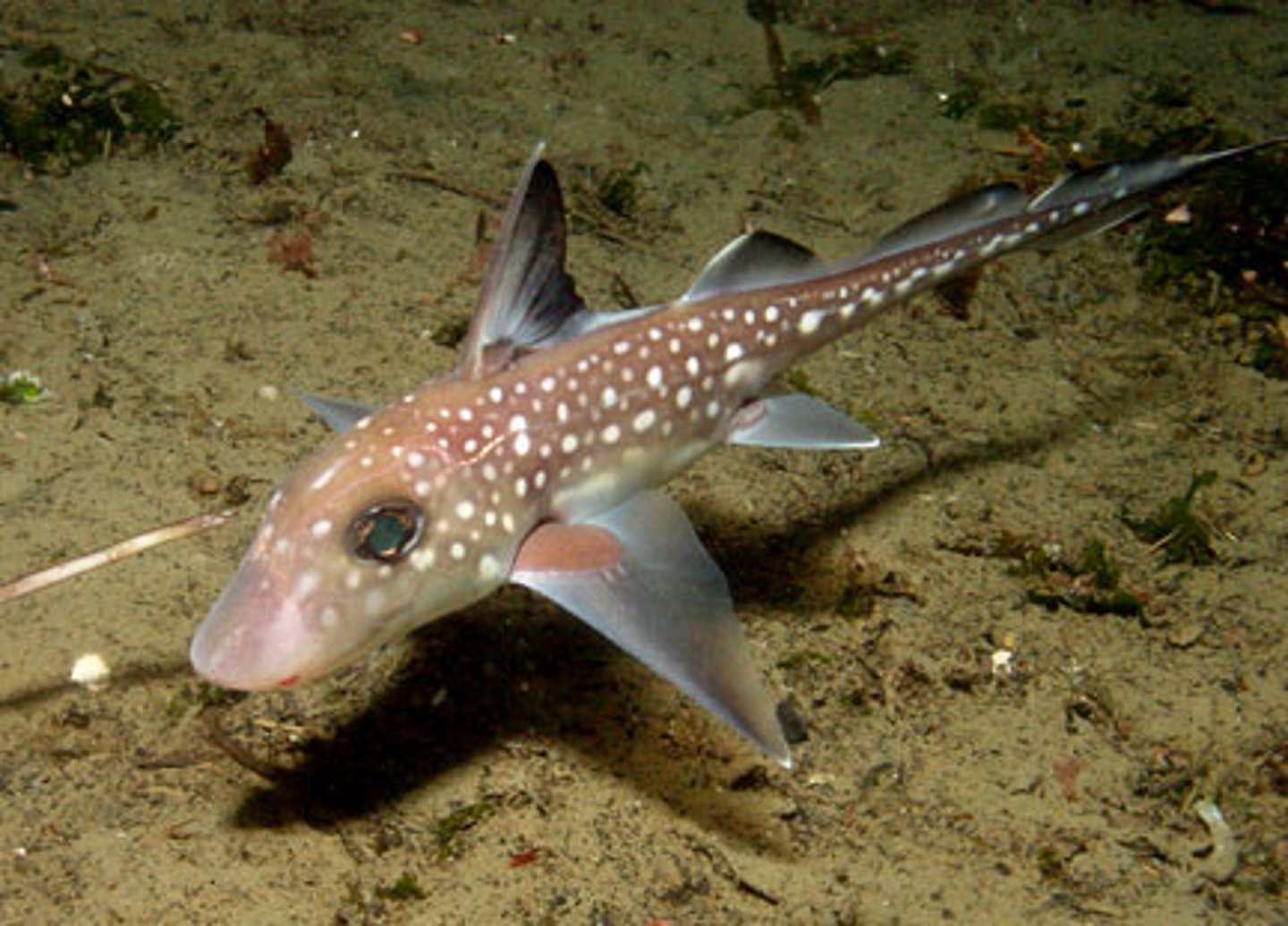 <p>-deep water fish</p><p>-mouth with plate like grinding teeth</p><p>-venomous spine in front dorsal fin</p><p>-no scales</p>