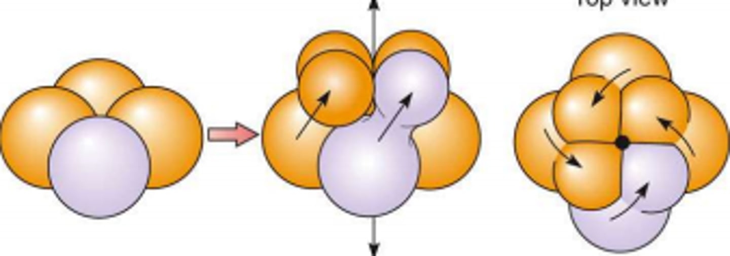 <p>planes of cell division are at oblique angles to the axis of embryo</p>