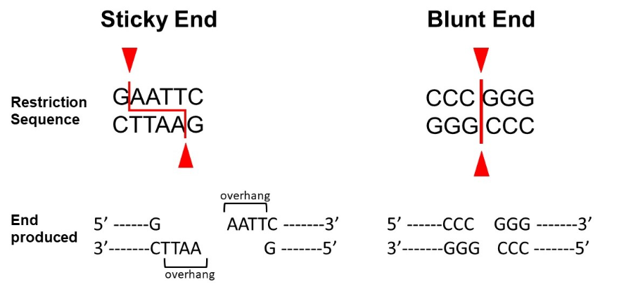 <p>Using a figure describe "sticky" and "blunt" ended DNA (slide 11 and 12)</p>