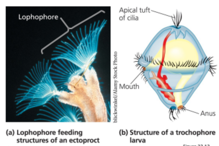 <p>developmental stage that some lophotrochozoans go through</p><ol><li><p>anus</p></li><li><p>mouth</p></li><li><p>atypical cilia tuft</p></li></ol><p></p>