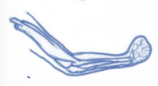 <p>muscles stay the same length as they contract</p><p>ends of the muscles stay the same distance apart</p><p>stabilizing muscles hold parts of the body steady</p>