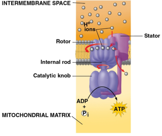 <p>Chemiosmosis</p>