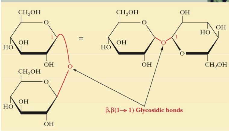 <p>B,B (1→1) Glycosidic bonds</p>