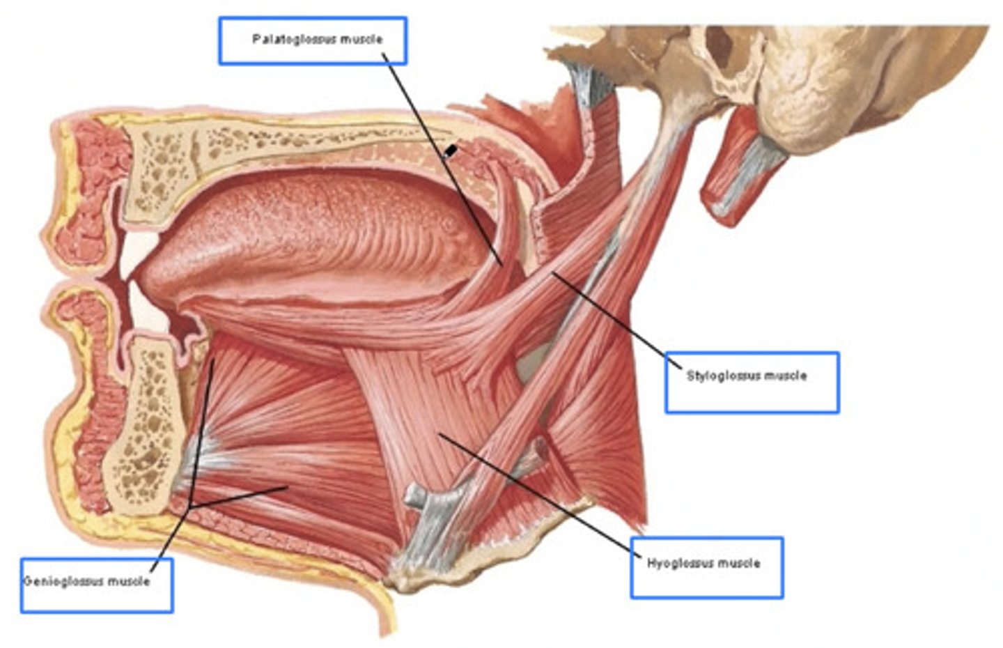 <p>Pharyngeal branch of Vagus Nerve (CN X) via pharyngeal plexus</p><p>4th pharyngeal arch!</p>