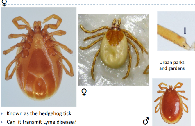 <p>known as hedgehog tick </p><p></p>