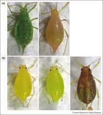 <p>Usually pretty transparent, round bodies. Legs and antennae are small and thin. Eyes are very small but visible. Class Insecta, Order Hemiptera, called aphids</p>