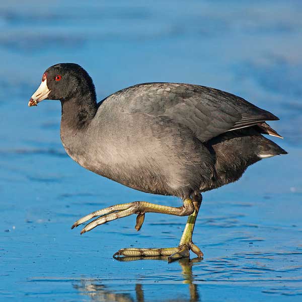 <p>Slate-gray with white bill. Chicken-like with lobed toes.</p>