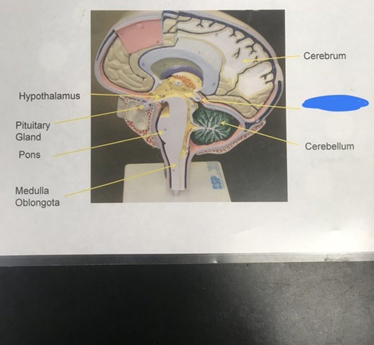 <p>Label the structure covered in blue ink and give a function</p>