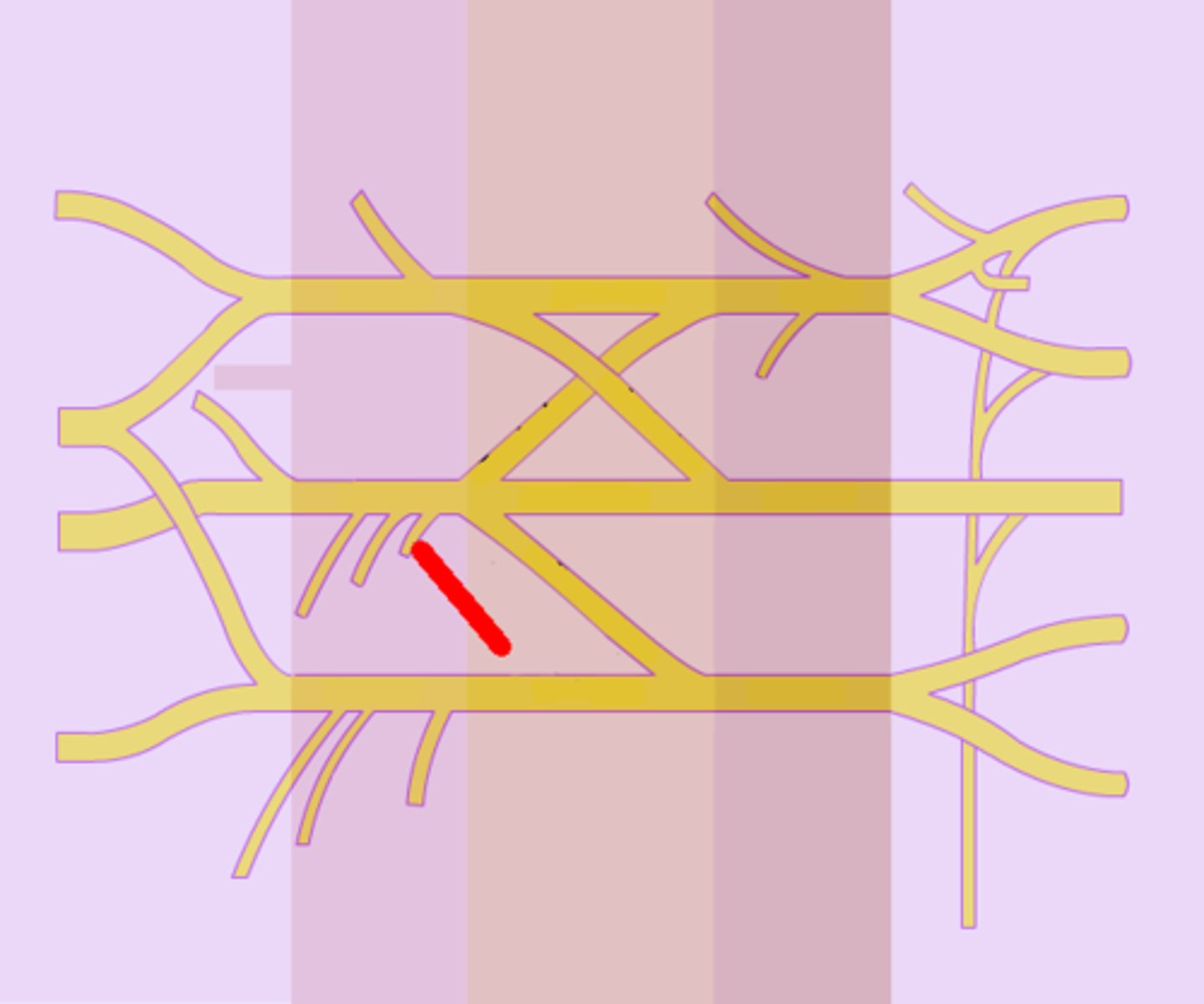 <p>posterior cord</p>